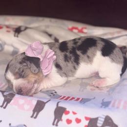 Spot - Cream male Dachshund puppy in Saint Paul, Minnesota from Vibrant Eyes Doxies