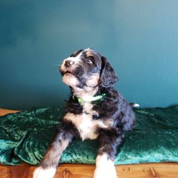 Bernedoodle Puppies from Badlands Bernedoodles