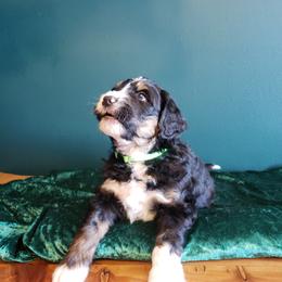 Bernedoodle Puppies from Badlands Bernedoodles