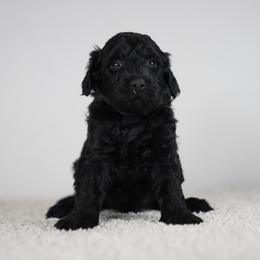 Pearl - Black female Goldendoodle puppy in Caldwell, Idaho from Boise Doodle Co.