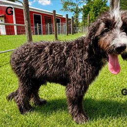 Sweet Pup's Lady Godiva - Tri-color female Bernedoodle puppy in North Zulch, Texas from Sweet Pup Schnauzers