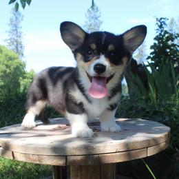 Drizella (2150) - White and black female Pembroke Welsh Corgi puppy in Valley, Washington from Corgis of the Mountain Valley