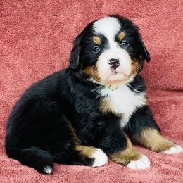 Lime Green Collar Female - Black rust and white female Bernese Mountain Dog puppy in Bristol, Tennessee from Holston Hollow Farm