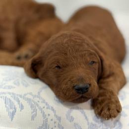 Girl 4 - Red  female Poodle puppy in Bettendorf, Iowa from Red Door Poodles