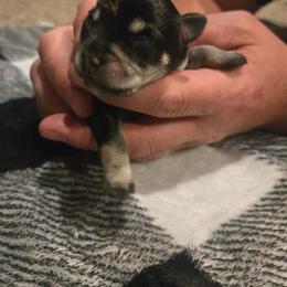 Abe - Black and silver male Miniature Schnauzer puppy in Dozier, Alabama from The Bearded Lady Miniature Schnauzers