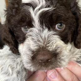 Rocco - White Lagotto Romagnolo puppy in Fairfield, Iowa from Adagio Lagotto