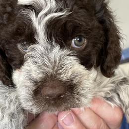 Rocco - White Lagotto Romagnolo puppy in Fairfield, Iowa from Adagio Lagotto