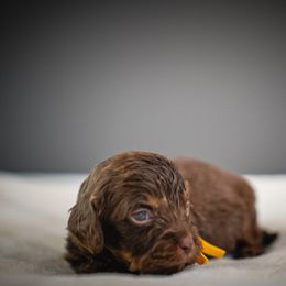 Gingersnap - Chocolate female Cavapoo puppy in Caldwell, Idaho from Boise Doodle Co.