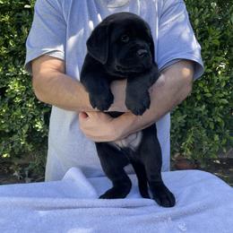 Orange collar boy - Black male Labrador Retriever puppy in Desert Hot Springs, California from Outlaws Labradors