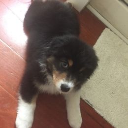 Australian Shepherd Puppies from Haint Blue Aussies
