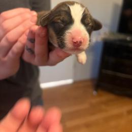 Boy 3 - Red male Pembroke Welsh Corgi puppy in Chubbuck, Idaho from Sunny J Corgis and Mini Americans