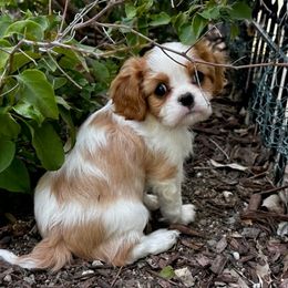 Cavalier King Charles Spaniel Puppies from Diamond Valley Ranch