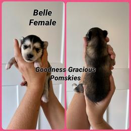Belle - Black and white female Pomsky puppy in Lyons, Nebraska from Goodness Gracious Pomskies