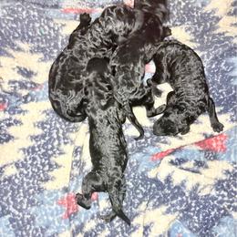 Gatsby - Silver male Poodle puppy in Meadowbrook, California from Standard Poodle Pups