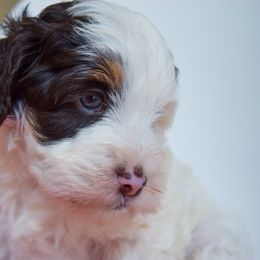 Australian Labradoodle Puppies from Australian Heritage Labradoodles