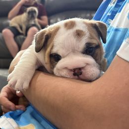 Cinnamon - Red and white female Bulldog puppy in Geraldine, Alabama from Rathbone Bulldogs