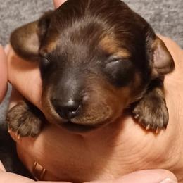 Amy (Shaded Red) - Red female Dachshund puppy in Frankfort, Kentucky from Gigi's Dachshunds