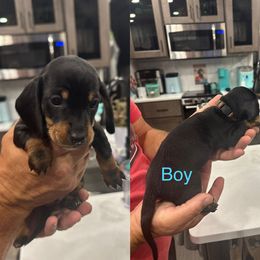 Oliver - Black and tan male Dachshund puppy in Spokane, Washington from Woyak Weenies