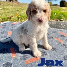 Jax - Parti male Goldendoodle puppy in Ellenburg Center, New York from Kristin's Puppies