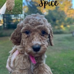 Girl 2 - Apricot Poodle puppy in Cullman, Alabama from Southern Tide Poodles & Doodles
