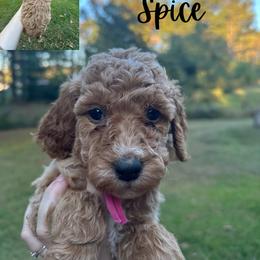 Girl 2 - Apricot Poodle puppy in Cullman, Alabama from Southern Tide Poodles & Doodles