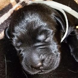White - Black female Labrador Retriever puppy in Siloam Springs, Arkansas from Karemy Kennels (Karemy Labradors)