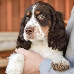 English Springer Spaniel Puppies from Hidden Valley Springers