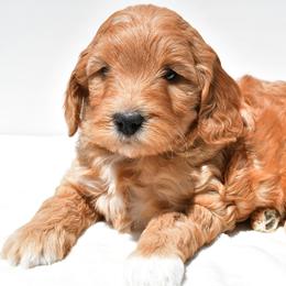 Scout - Red  male Goldendoodle puppy in Millersburg, Ohio from Ohio Puppy Paws