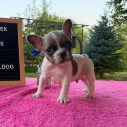 Pringle - Tricolors male French Bulldog puppy in Hopkins, Missouri from Mowry Creek Mini Aussiedoodles and More