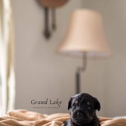 Schnoodles from Grand Lake Poodles & Doodles
