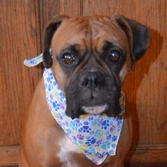 Boxers from Bear Country Boxers