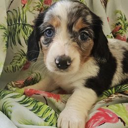 Black and Tan dapple piebald Longhaired female - Black and tan female Dachshund puppy in Georgetown, South Carolina from Hartleys Dachshunds