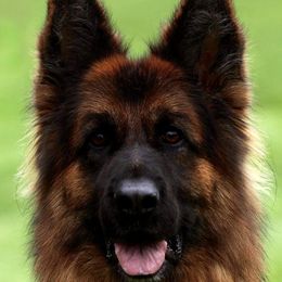 Fiby - German Shepherd