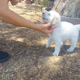 Golden Retriever Puppies from Danielle Kemper