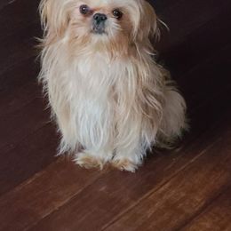 King - Shih Tzu