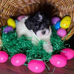 Akc - Girl - Toy Poodle - Parti female Poodle puppy in Fort Worth, Texas from Ashley Ross Toy Poodles (AKC)