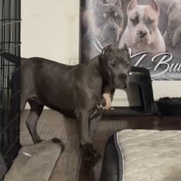 American Bully Puppies from M&M XL Bully Kennel