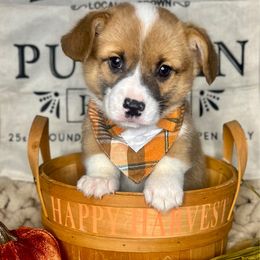 Persimmon - Sable male Pembroke Welsh Corgi puppy in Benton, Arkansas from High Cotton Corgis