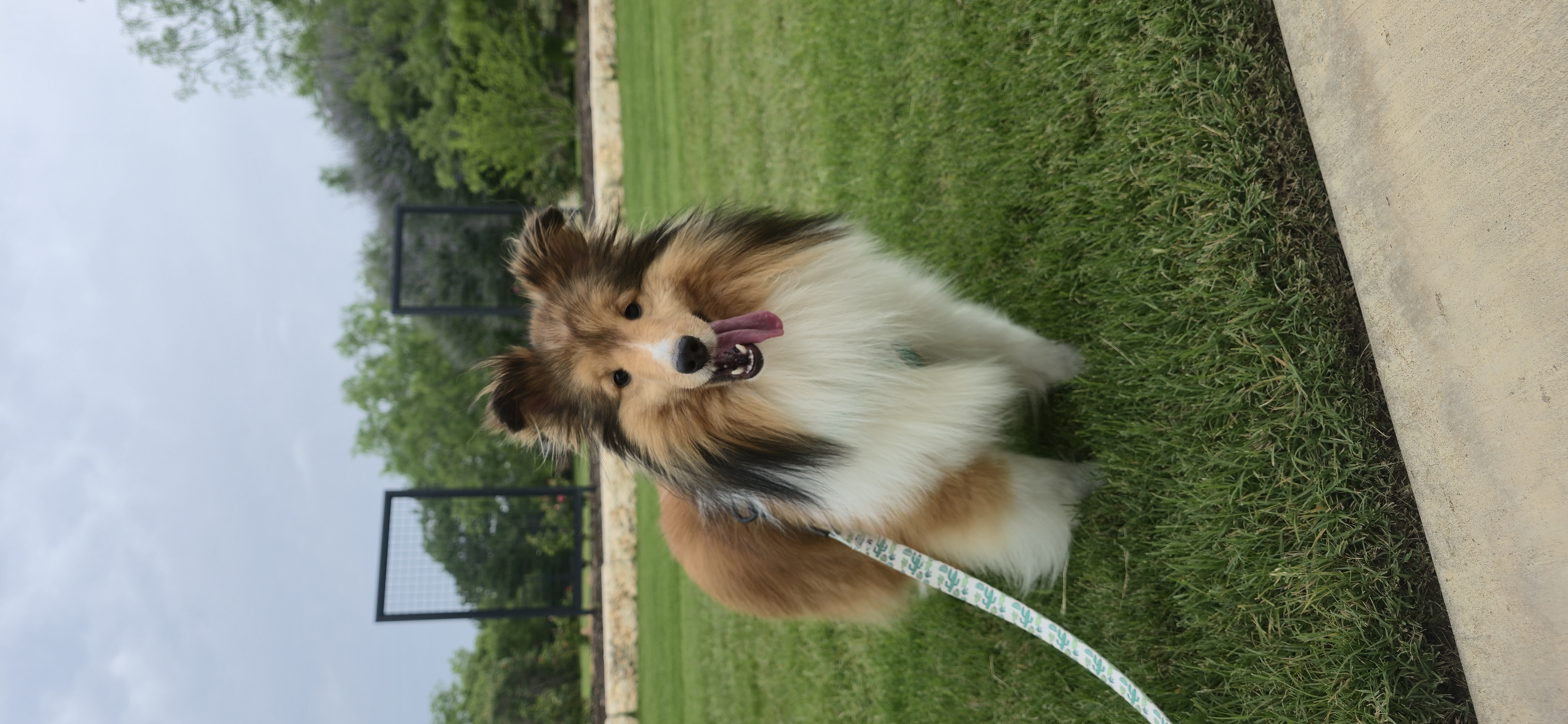 Shetland Sheepdog All Grown Up from mvshelties