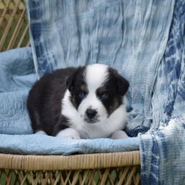 Australian Shepherd Puppies from Indigo Grove Aussies