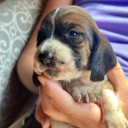 Male 3 - Mahogany and white male Basset Hound puppy in Lindley, New York from Hill Top Basset Hounds & Cane Corso