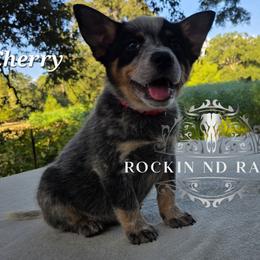 Cherry - Blue male Australian Cattle Dog puppy in Silsbee, Texas from Rockin ND Ranch