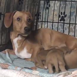 Em - Dachshund