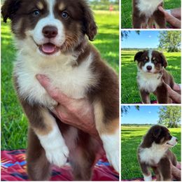 Australian Shepherd Puppies from Haven Farms Australian Shepherds