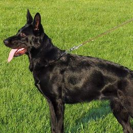 German Shepherds from Vom Bachwasser German Shepherd Dogs