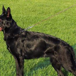 German Shepherds from Vom Bachwasser German Shepherd Dogs
