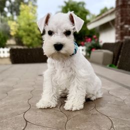 Lady Sky blue - White female Miniature Schnauzer puppy in Wildomar, California from My Angel Schnauzers