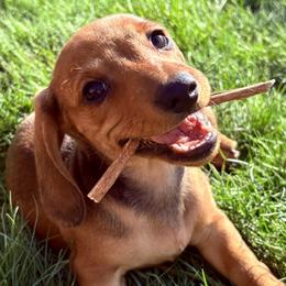 English Charlotte - Red female Dachshund puppy in Spokane, Washington from Beautiful Beans
