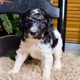 Ash - Tri-color female Bernedoodle puppy in Tyner, Kentucky from Good Dog Doodles
