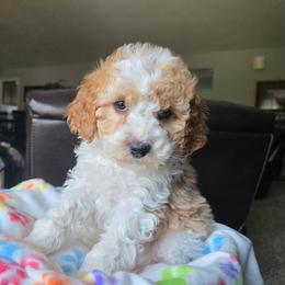 Charm - Red male Cavapoo puppy in Blackfoot, Idaho from Draper Mountain Doodles